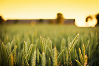 Grain Industry