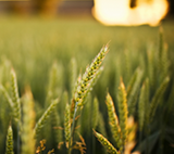 Grain Industry
